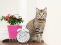Tabby cat sits on the table near the alarm clock indoors Royalty Free Stock Photo