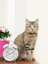 Tabby cat sits on a table near a vertical shot Royalty Free Stock Photo