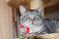 Tabby cat sittin at stage of a scratching post Royalty Free Stock Photo