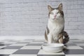 Tabby cat sitting behind a white food bowl and looking curious sideways. Royalty Free Stock Photo