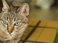 Tabby Cat Sitting on The Box Royalty Free Stock Photo