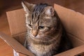 Tabby cat sitting in a cardboard box Royalty Free Stock Photo