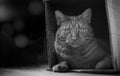 Tabby cat sitting in a cardboard box and looking at camera. Black and white photography. Royalty Free Stock Photo