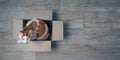 Tabby cat sitting in a cardboard box. Royalty Free Stock Photo