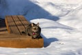 Tabby cat sitting on a deck bench surrounded with snow