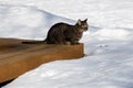 Tabby cat sitting on a deck bench surrounded with snow