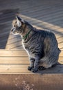 Tabby cat sitting on a deck bench surrounded with snow