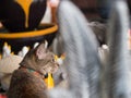 Tabby Cat Sitting in a Doll Shop