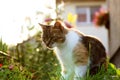 A tabby cat sitting in garden and looking on grass and trying find some thing for playing.