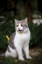 Tabby Cat sitting in the garden. Scottish fold cat on green grass. White cat standing in the field.Shot vertical technique Royalty Free Stock Photo