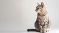 Tabby cat sitting gracefully with its gaze turned to the side on a white background Royalty Free Stock Photo