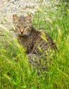 Tabby cat sitting in the grass Royalty Free Stock Photo