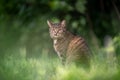 tabby cat sitting on green grass outdoors making funny face Royalty Free Stock Photo