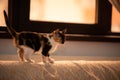 A tabby cat sitting in the house. kitten on the sofa with fur in three colors