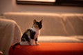 A tabby cat sitting in the house. kitten on the sofa with fur in three colors