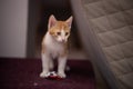 A tabby cat sitting in the house. kitten with white and orange fur in the apartment