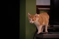 A tabby cat sitting in the house. kitten with white and orange fur in the apartment