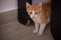 A tabby cat sitting in the house. kitten with white and orange fur in the apartment