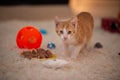 A tabby cat sitting in the house. kitten with white and orange fur in the apartment