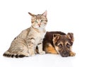 Tabby cat sitting next to a sad dog. isolated on white background