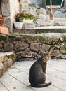 Tabby cat sitting on a pavement in Entrevaux, France.