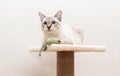 Tabby cat sitting on scratching post and playing Royalty Free Stock Photo