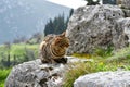 Tabby cat sitting on the rock.