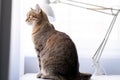 Tabby cat sitting on a table Royalty Free Stock Photo