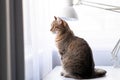 Tabby cat sitting on a table Royalty Free Stock Photo