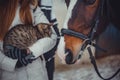 Cat on hands and horse Royalty Free Stock Photo