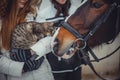 Cat on hands and horse Royalty Free Stock Photo