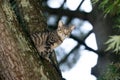 Tabby cat sitting in a tree Royalty Free Stock Photo