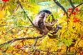 Tabby cat sitting on the tree Royalty Free Stock Photo