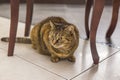 Tabby cat sitting under chair.