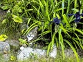 Tabby Cat Sitting under Leaves