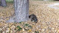 Tabby Cat Sitting Under Tree Royalty Free Stock Photo