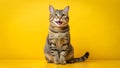 Tabby cat sitting upright with mouth open on a yellow background looking at the camera Royalty Free Stock Photo