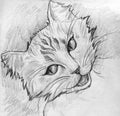 Tabby cat sketch