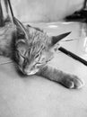 Tabby cat sleep on the floor. Royalty Free Stock Photo