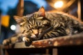 a tabby cat sleeping on a bench at night Royalty Free Stock Photo