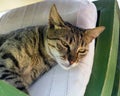 Tabby cat sleeping on the chair Royalty Free Stock Photo