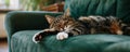 Tabby cat sleeping on a green sofa Royalty Free Stock Photo