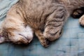 Tabby cat is sleeping on grreen background close up Royalty Free Stock Photo