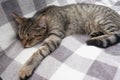 Tabby cat is sleeping on light background