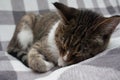 Tabby cat is sleeping on light background