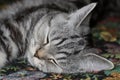 Tabby cat sleeping