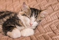 Tabby cat sleeping on pale brown duvet Royalty Free Stock Photo