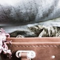 Tabby cat sleeping in a suitcase - square.