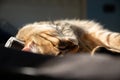 Tabby Cat Sleeping in the Sun on a Soft Surface Royalty Free Stock Photo