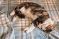 Tabby cat sleeping on woollen blue tartan fringe blanket Royalty Free Stock Photo